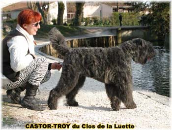 bouvier des flandres du clos de la luette - copyright d&eacute;pos&eacute;